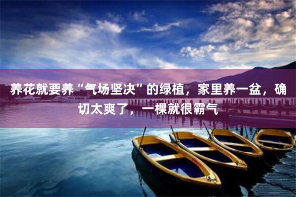 养花就要养“气场坚决”的绿植，家里养一盆，确切太爽了，一棵就很霸气